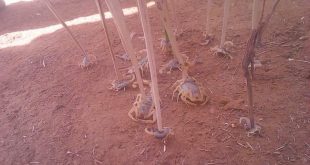 تورزم ديلي نيوز ينشر أول صور للعقارب القاتلة باسوان .. أحجام مرعبة