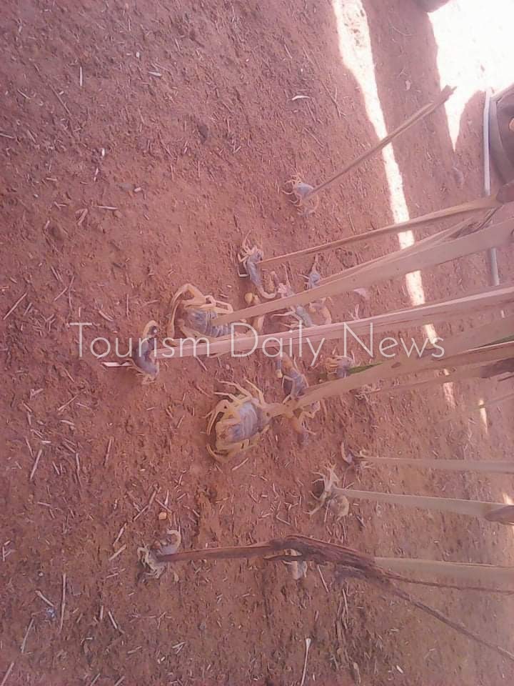 العقارب القاتلة باسوان