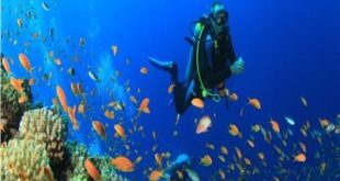 العناني يشكل لجنة للتحقيق في حوادث الغوص وتفتيش مراكز الأنشطة البحرية