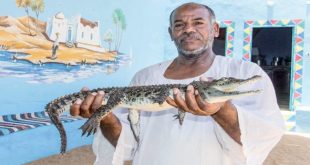 تماسيح سهيل النوبية تلهب حماس السياح الإسبان وتنعش الموسم الشتوي في أسوان