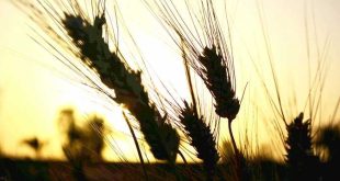 ليست السياحة فقط .. مصر تبحث خططاً بديلة لاستيراد القمح