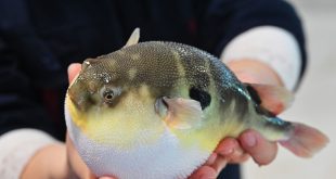 بدء موسم صيد أسماك البخاخ بمدينة ناتهونغ في مقاطعة جيانغسو الصينية