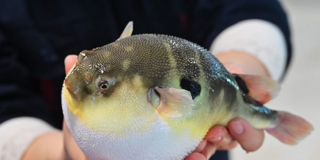 بدء موسم صيد أسماك البخاخ بمدينة ناتهونغ في مقاطعة جيانغسو الصينية