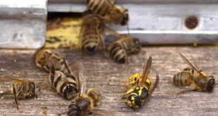 أزمة التغير المناخي تهدد بإنقراض النحل وآثار مدمرة على تلقيح النباتات