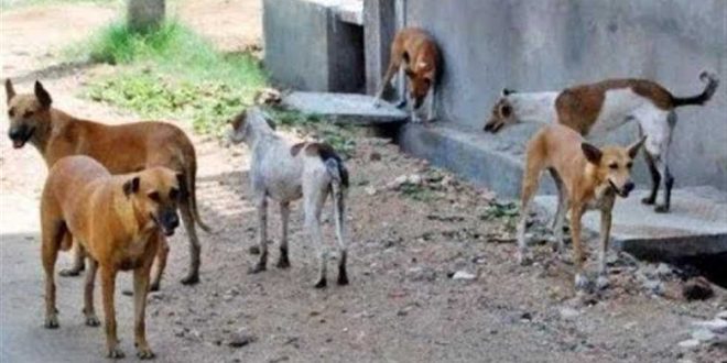الكلاب ضالة تهدد حياة الناس بمنطقة مأدبا السياحية ونداءات لتخل الحكومة