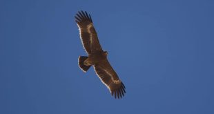 إشادة عالمية بدور حكومة مصر لحماية الطيور النادرة بموقع الجلالة