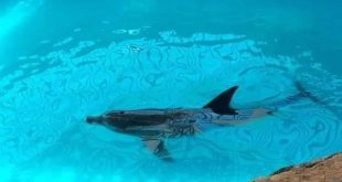 فريق بحثي من المعهد القومي لعلوم البحار يعيد دولفين تعرض لهجوم سمكة قرش