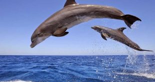 الوند سيرف بمنطقة سومة باى جنوب الغردقة ينقذ درفيل علق على أحد شواطئ