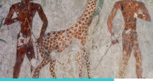 أهم علامات ورموز الكتابة الهيروغليفية .. الزرافة تعني "التنبؤ" و"سر"