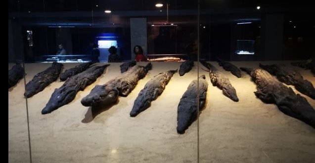 متحف التمساح بأسوان