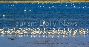 هل تتحول بورفؤاد إلى محمية طبيعية لطائر الفلامنجو بعد وصول المسار الثانى؟