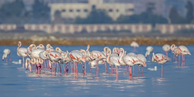 وزارة البيئة تشارك فى مهرجان بورسعيد لمراقبة وتصوير الطيور في نسخته الأولى