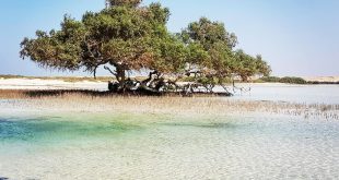 البطوطي : مصر تقدم منتجاً رائعاً في مرسى علم لجذب السياحة