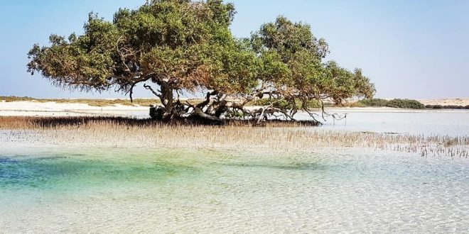 البطوطي : مصر تقدم منتجاً رائعاً في مرسى علم لجذب السياحة