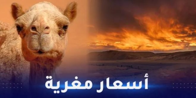 الخطوط الجوية الجزائرية توقع اتفاقيات مع عدة متعاملين في مجال السياحة