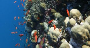 البيئة : مشروع قانون لحماية الشعب المرجانية فى السواحل المصرية