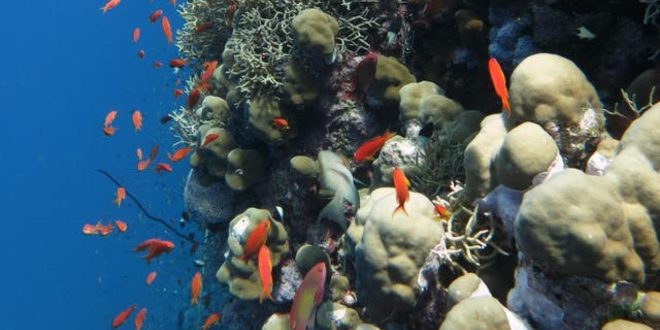 البيئة : مشروع قانون لحماية الشعب المرجانية فى السواحل المصرية