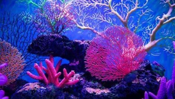 الشعاب المرجانية