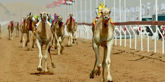 انطلاق الدورة التنشيطية لسباقات الهجن بشرم الشيخ