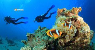 مراكز الغوص