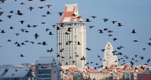 سماء خليج شينغلين تكتسي بآلاف من طيور الغاق