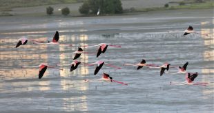 دبي تطلق المنصة الرقمية لشبكة المحميات الطبيعية للمحافظة على البيئة