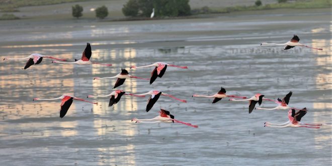 دبي تطلق المنصة الرقمية لشبكة المحميات الطبيعية للمحافظة على البيئة