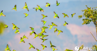 مصور بيئي يلتقط صوراً لمئات الببغاوات الملونة في محمية بمدينة رويلي