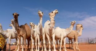 مهرجان الإبل بالسعودية حدث ثقافي وترفيهي عالمي لتجمع بين الحضارة والأصالة