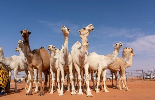 مهرجان الإبل بالسعودية حدث ثقافي وترفيهي عالمي لتجمع بين الحضارة والأصالة