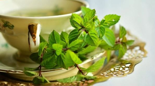 الشاي الأخضر يحتوي على مركبات تمتاز بفعالية ضد عدد من الفيروسات التاجية