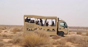 "محمية الشومري" تجربة سفاري جديدة لمشاهدة كائن حي لم يعد له وجود
