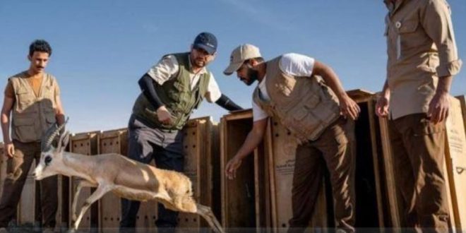 السعودية تعزيز موقعها على خريطة السياحة العالمية .. تحويل العلا إلى أكبر متحف حي في العالم