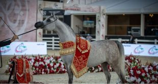 7 حكام في الساحة .. اشادة بمهرجان أبوظبي للفروسية والخيول العربية