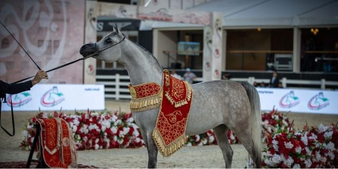 7 حكام في الساحة .. اشادة بمهرجان أبوظبي للفروسية والخيول العربية