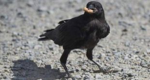 الغربان تشكل تهديداً على حركة الطائرات في ثاني أكبر مطار بالسويد