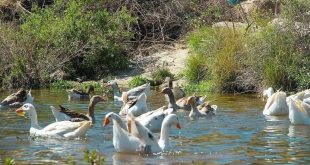 بحيرة البط و الإوز في ترعة ثقيف جنوب الطائف لهواة الطبيعة في رمضان