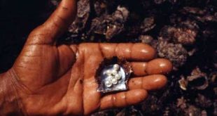 صيد اللؤلؤ مصدر الرزق .. أم القيوين تكشف مستجدات التنقيب بجزيرة السينية