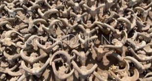 البعثة الأثرية الأمريكية تكشف عن 2000 رأس كباش محنطة من العصر البطلمي