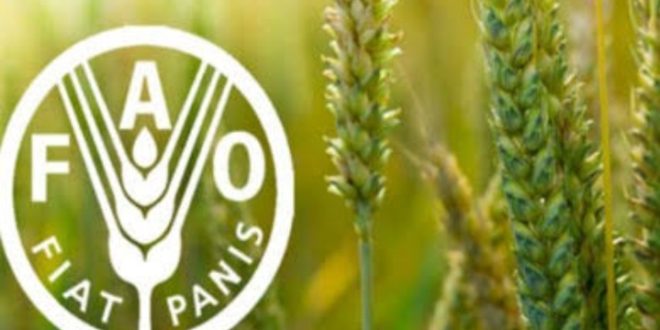 الفاو : تراجع مؤشر أسعار الغذاء العالمية للشهر الثاني عشر على التوالي