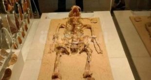 الباحثان البرازيليان لم يتخذا إجراءات تصور لوجه هيكل نزلة خاطر القانونية