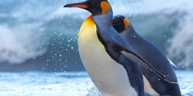 اليوم .. فنلندا تستضيف اجتماع القارة القطبية الجنوبية لحماية طيور البطريق