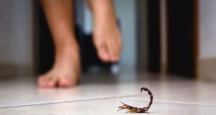 عقرب يلدغ سيدة هندية أثناء رحلة من مدينة ناجبور إلى مومباي