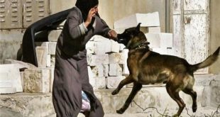 مطالب بحوار مع مدربي الكلاب قبل إصدار لائحة قانون حيازة الحيوانات الخطرة