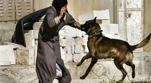 مطالب بحوار مع مدربي الكلاب قبل إصدار لائحة قانون حيازة الحيوانات الخطرة