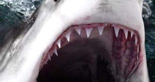 مطالبات بانشاء مناطق أمنة للسباحة بحواجز معدنية بعد هجوم قرش الغردقة