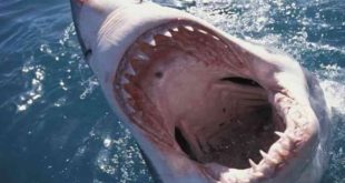 غلق شواطئ البحر الأحمر لإجراء عملية بحث بعد هجوم القرش على السياح