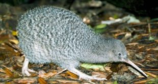 الطيور المهددة بالانقراض