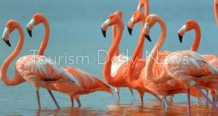 البيئة تبدأ التحري حول وجود 5 من طيور الفلامنجو في كافيتريا بالإسكندرية