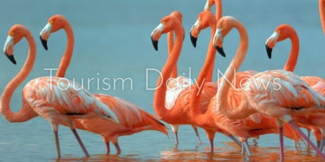 البيئة تبدأ التحري حول وجود 5 من طيور الفلامنجو في كافيتريا بالإسكندرية